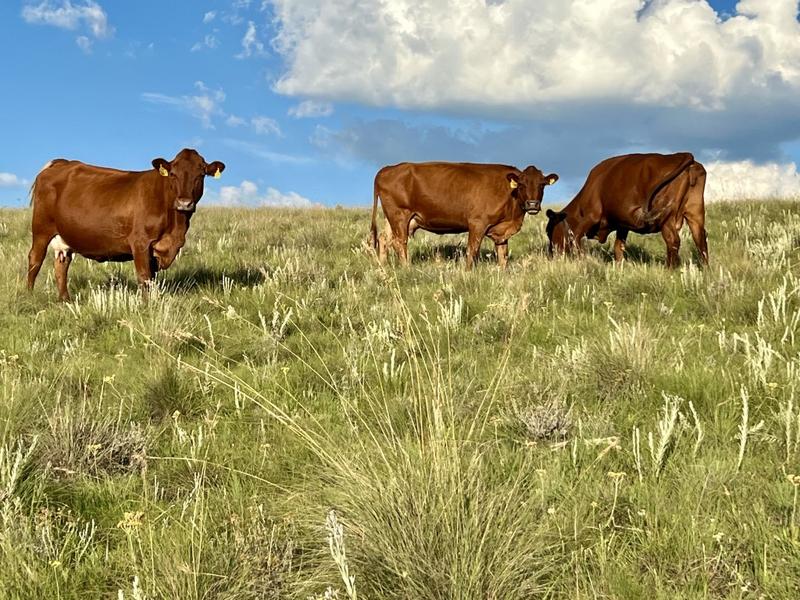 0 Bedroom Property for Sale in Fouriesburg Free State